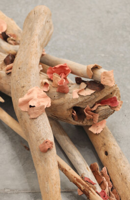 Maria Fernanda Carlos